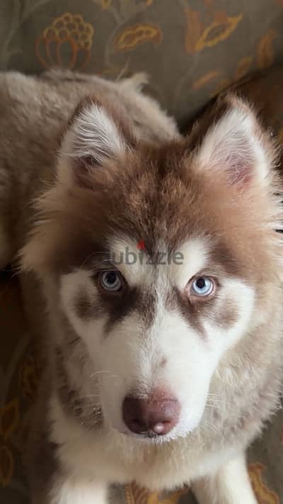 Pure long hair Husky 8 months