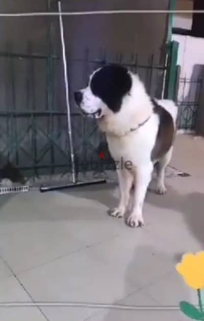 Saint Bernard