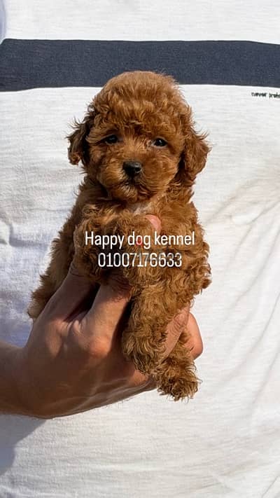 Top quailty male teacup poodle