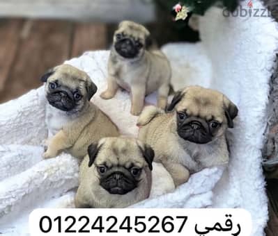 pug _ بج