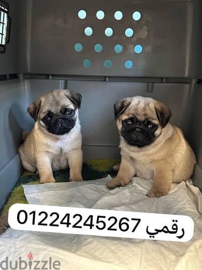 pug puppeis