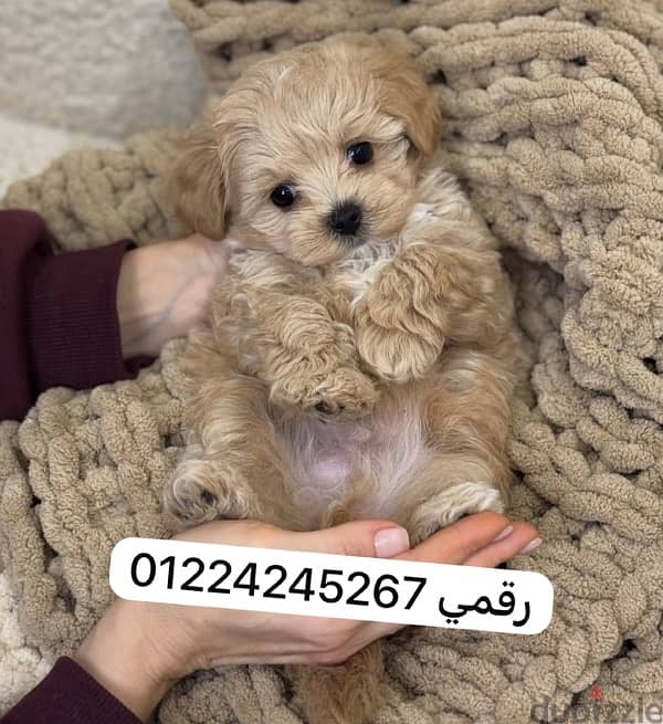 maltipoo 1