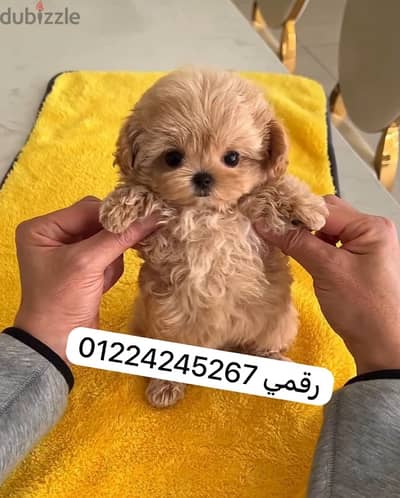 مالتيبو __maltipoo