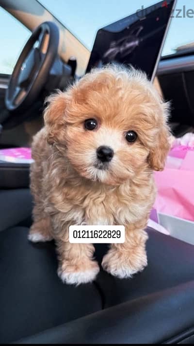 maltipoo puppies مالتيبو