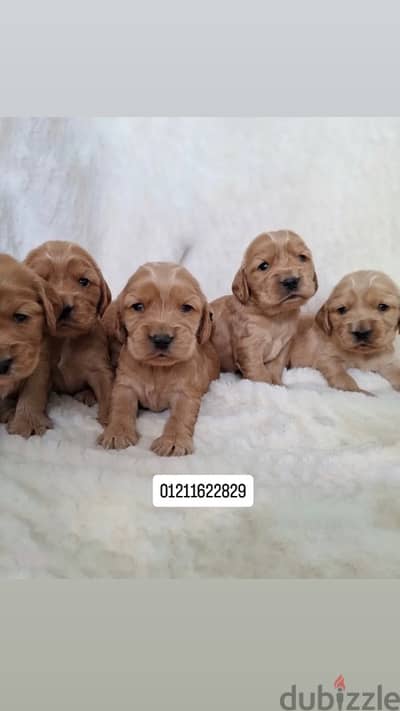 cocker puppies كوكر