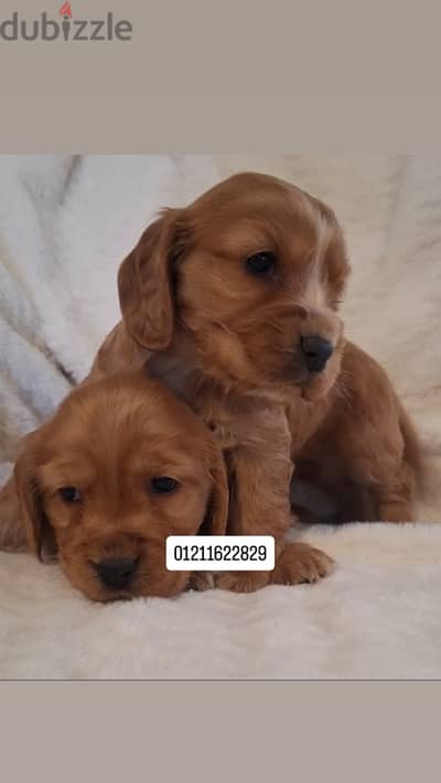 cocker spaniel puppies جراء كوكر