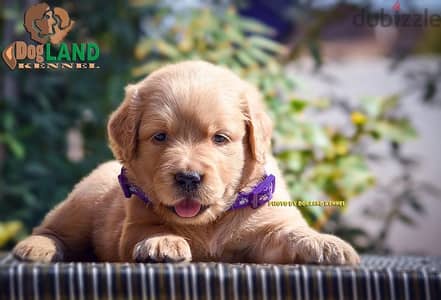 golden retriever puppys top quality جولدن ريتريڤر