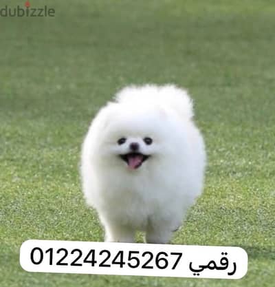 tea cup pomeranian