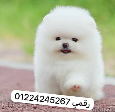 pomeranian puppy