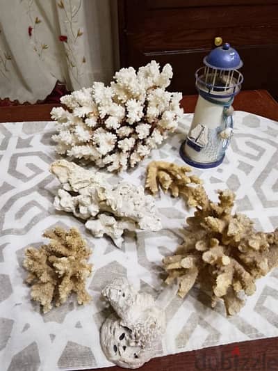 العصافرة