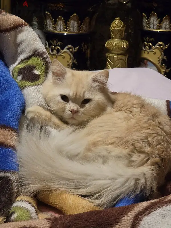 Kitten macho persa en venta, de dos años