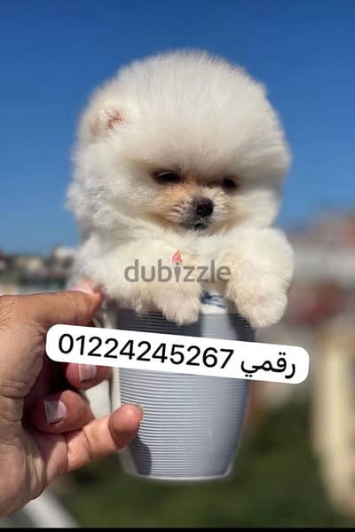 tea. cup pomeranian