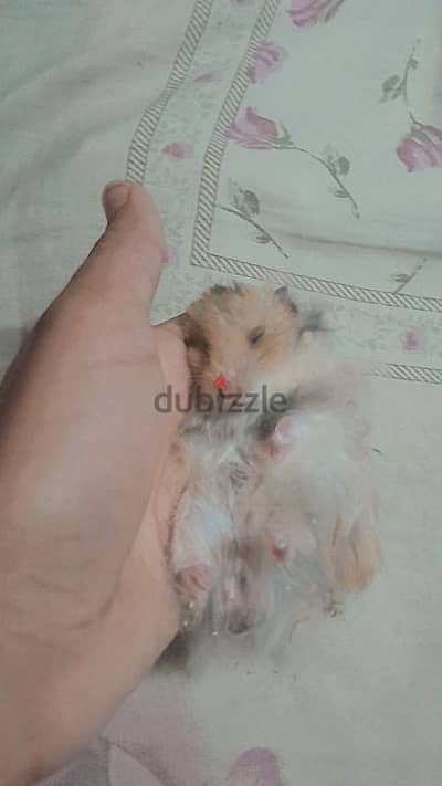 هامسترات كيوت