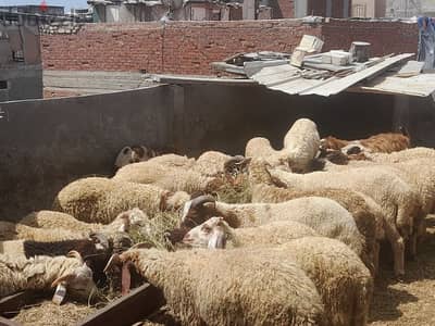 محرم بك الاسكندريه