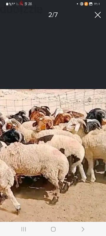 الاسكندريه محرم بك