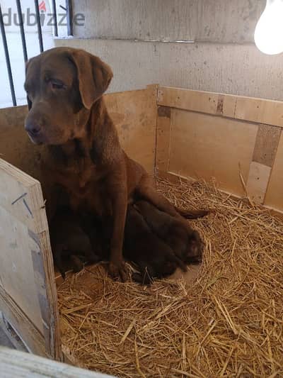 chocolate labrador female