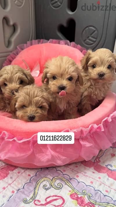 maltipoo puppies مالتيبو