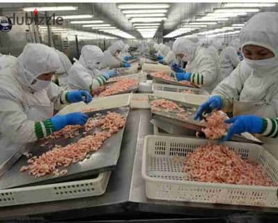 Food factory for rent in an excellent location near the Suez Road