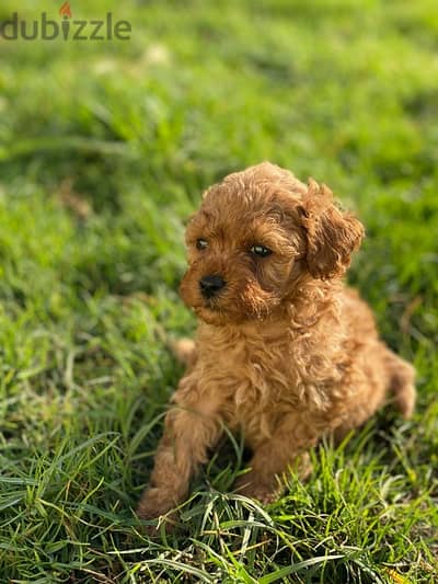 ملتيبو maltipoo poodle