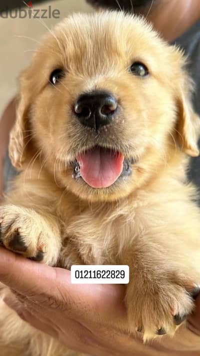 golden retriever puppies جراوي جولدن