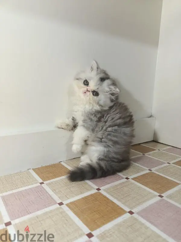 Dos gatitos Persa puros