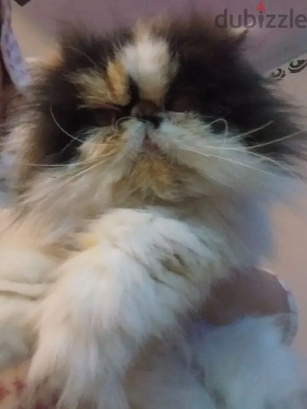 The Most Beautiful Female Van Calico from a Registered Father and a Charming Mother