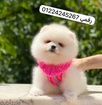 pomeranian بومارنيان