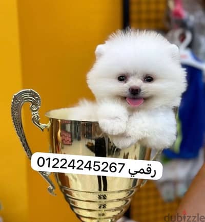 pomeranian puppy godd breed