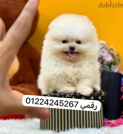 pomeranian pure breed
