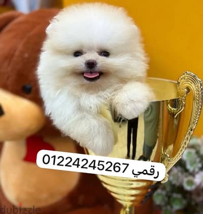 pomeraanian puppeis pure