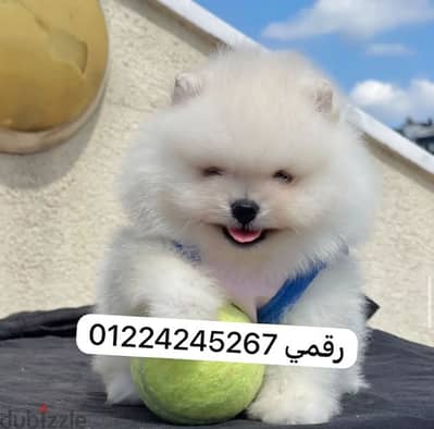 pomeranian__ بومارنيان