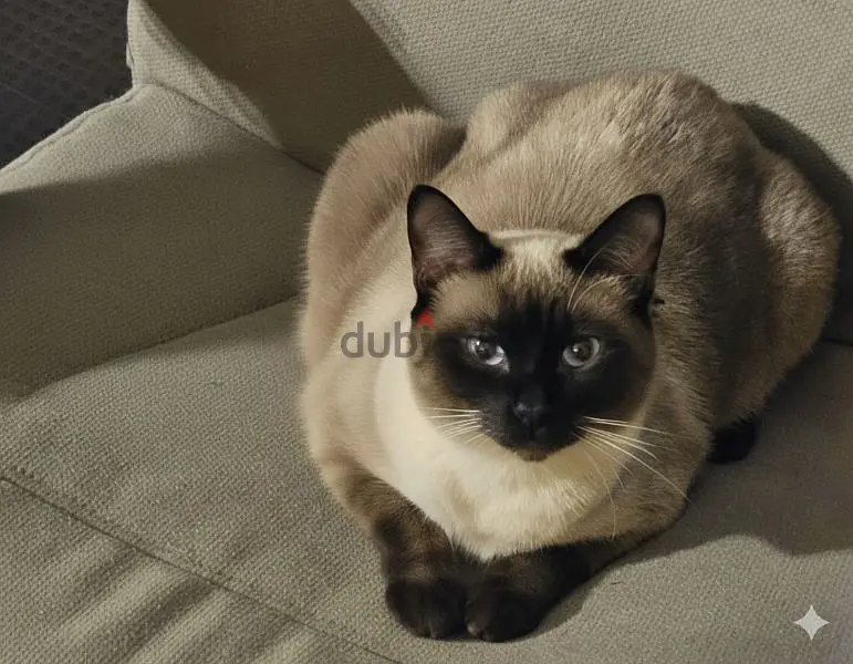 Siamese Cat