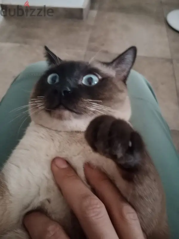 Siamese Cat65581055303937121