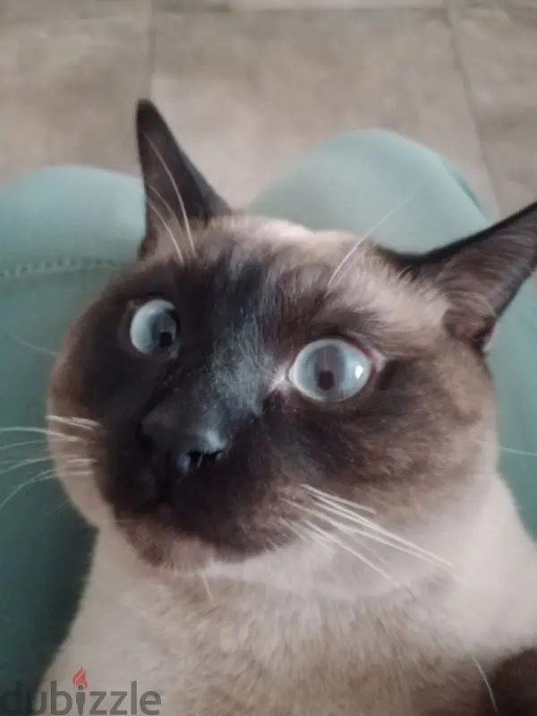 Siamese Cat65581055303937122