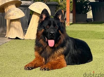 German shepherd puppies male female German جراوي جيرمن شيبرد ذكر انثي