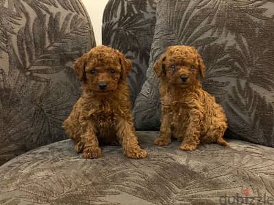 toy poodle premium quality