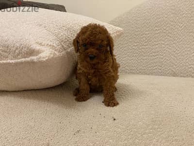 toy poodle