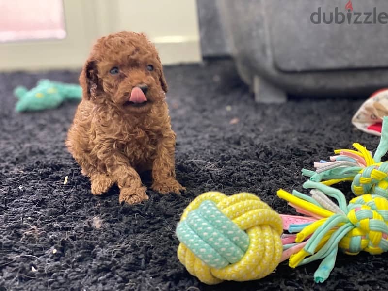 toy poodle 1