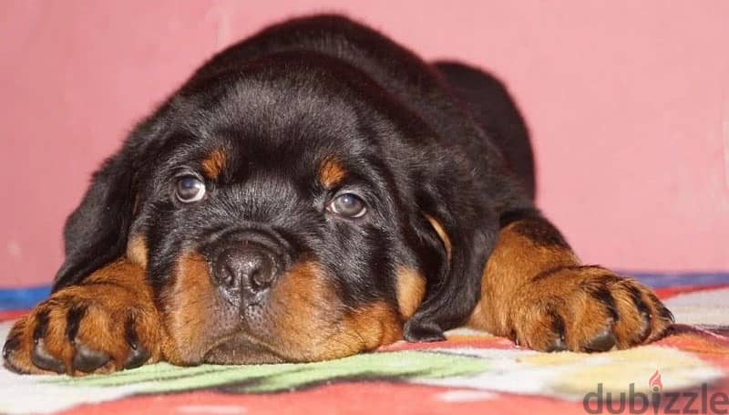 Rottweiler puppy boy from Russia - كلاب - 206725110
