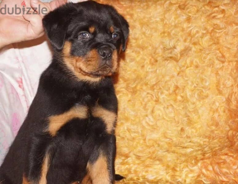 Rottweiler puppy boy from Russia - كلاب - 206725110