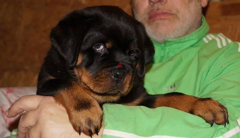 Rottweiler puppy boy from Russia - كلاب - 206725110