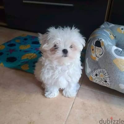 maltese مالتيز
