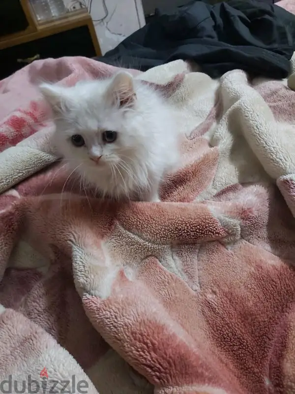 Gato persa en venta