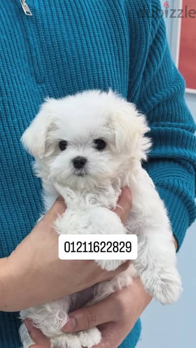 maltese puppies top quality مالتيز