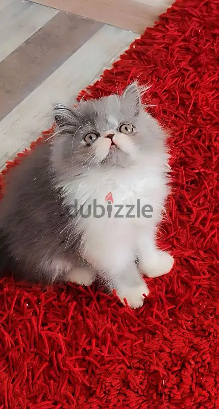 Masha Allah. Se menciona Birchyn Blue White Zoorar.