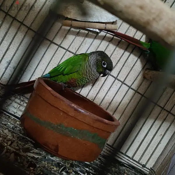 Caniur Caniur Green Checkered Female