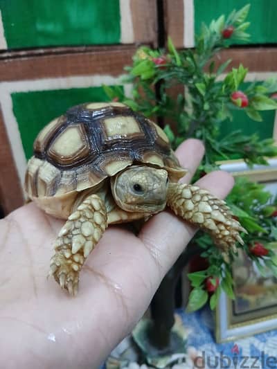 اسكندريه وفي شحن محافظات