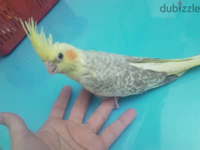 عصافير كوكتيل
