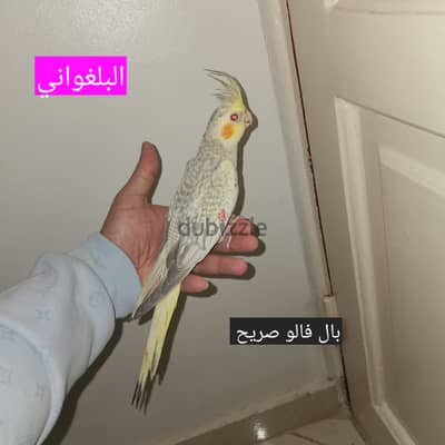بال فالو كوكتيل