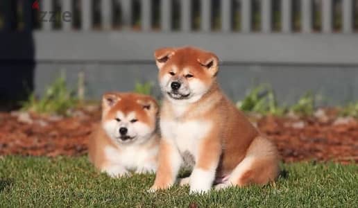 Japanese Akita puppy boy from Russia
